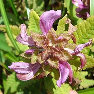 VIK}MN@Pedicularis resupinata var. oppositifolia  ̉