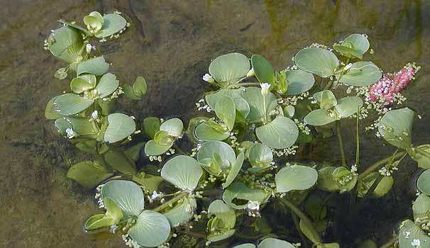 ELA[i@Bacopa rotundifolia