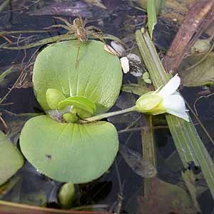 ELA[i@Bacopa rotundifolia ̉