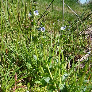 ReONK^ Veronica serpyllifolia 