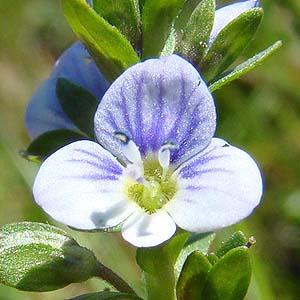 ReONK^ Veronica serpyllifolia 