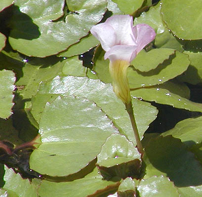 �q�V���h�L�̉ԁi���R�����R�ی�Z���^�[�G2001/08/13)