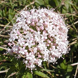 カノコソウ Valeriana fauriei