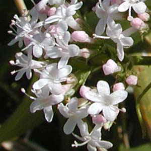 カノコソウ Valeriana fauriei