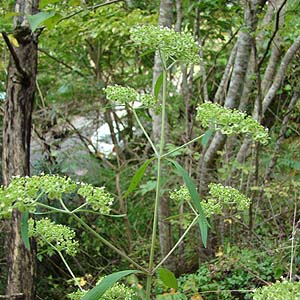 オトコエシ Patrinia villosa