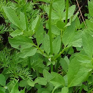 Valeriana sitchensis̗t