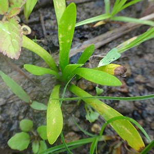 EJ@Sagittaria pygmaea