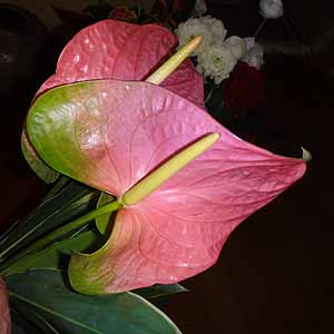 AXE@Anthurium andreanum