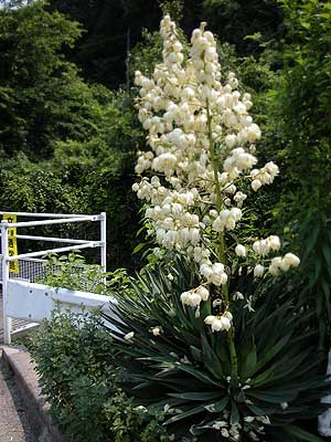 アツバキミガヨラン Yucca gloriosa