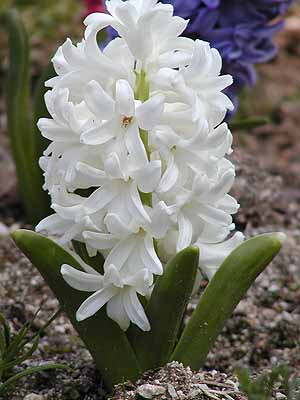 qAVX@Hyacinthus orientalis