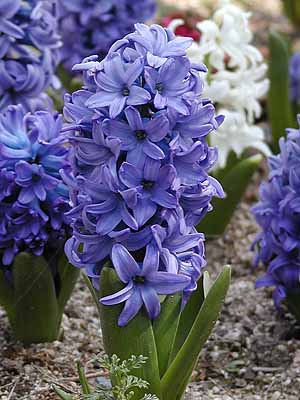 qAVX@Hyacinthus orientalis