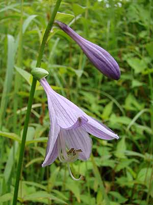 RoM{EV@Hosta albo-marginata