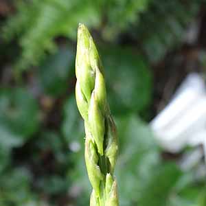 NTXMJY@Asparagus cochinchinensis@̐V