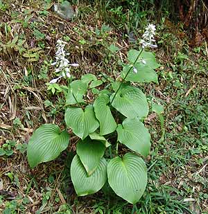 gEM{EV@Hosta sieboldiana