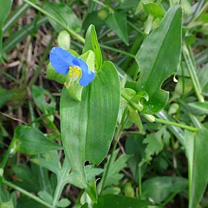 PcNT@@Commelina communis forma ciliata