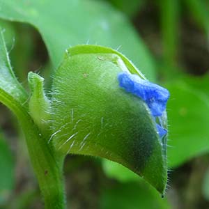 cNT@Commelina benghalensis