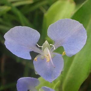 V}cNT Commelina diffusả