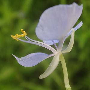 V}cNT Commelina diffusả