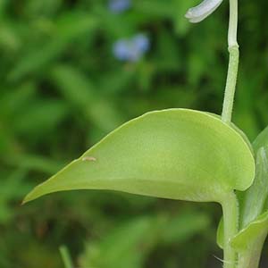 V}cNT Commelina diffusa