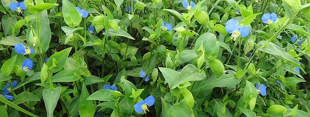 cNT Commelina communis@̌Q