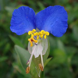 cNT Commelina communis