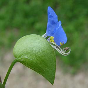 cNT Commelina communis