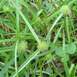 qNO Kyllinga brevifolia var. leiolepis