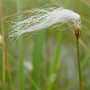 q^XQ : Scirpus hudsonianus