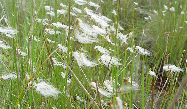 ヒメワタスゲ : Scirpus hudsonianus