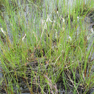 q^XQ : Scirpus hudsonianus