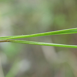 q^XQ : Scirpus hudsonianus