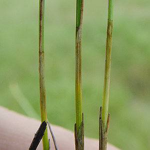 q^XQ : Scirpus hudsonianus