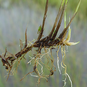 q^XQ : Scirpus hudsonianus