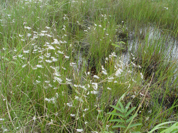 q^XQ : Scirpus hudsonianus