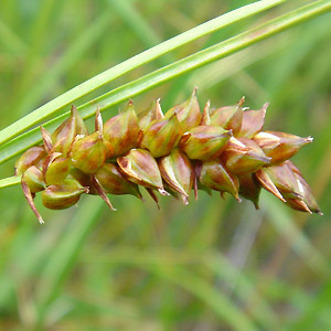 zCXQ : Carex middendorffii