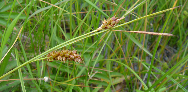 zCXQ : Carex middendorffii