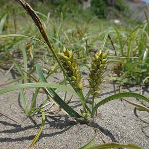 RE{EVo Carex pumila