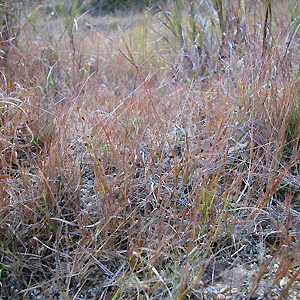 J}^K : Scirpus hudsonianus