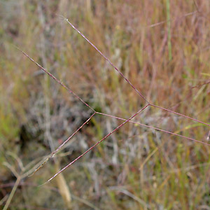 J}^K : Scirpus hudsonianus