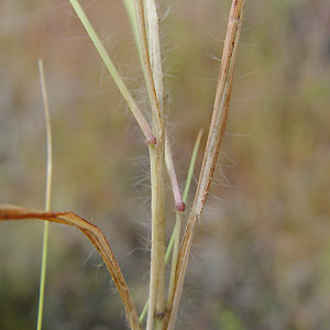 J}^K : Scirpus hudsonianus