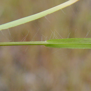 J}^K : Scirpus hudsonianus