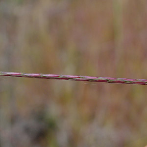 J}^K : Scirpus hudsonianus