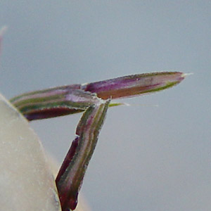 J}^K : Scirpus hudsonianus