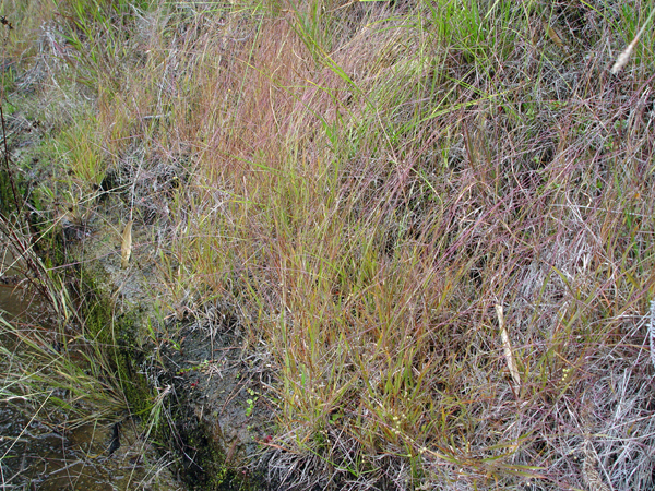 J}^K : Scirpus hudsonianus