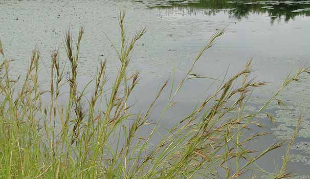 KJ@Themeda triandra var. japonica