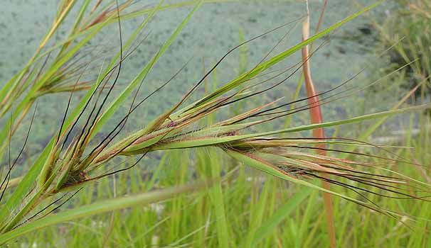 KJ@Themeda triandra var. japonica