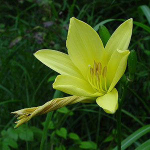 EXQ Hemerocallis citrina var. vespertina