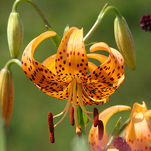 RIj@Lilium leichtlinii var. tigrinum