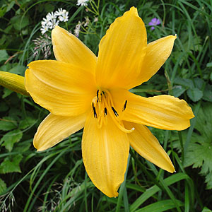 [eCJ@jbRELXQ@Hemerocallis middendorfii var. esculenta