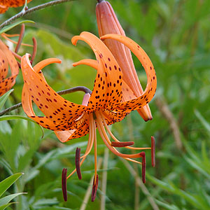 Ij@@Lilium lancifolium